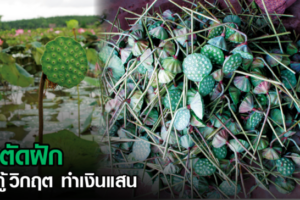 ที่ปากคาด บัวตัดฝักพันธุ์หนองนาบอนออกแล้ว  รสชาติดีของจังหวัดบึงกาฬ