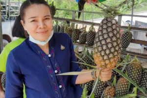 พาณิชย์บึงกาฬ ตรวจติดตามสถานการณ์การจำหน่ายสับปะรด เพื่อยกระดับสู่การเป็นสินค้าบ่งชี้ทางภูมิศาสตร์ และสร้างรายได้อย่างยั่งยืน