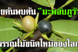 ไทยค้นพบ มะพลับภูวัว..พันธุ์ใหม่ของโลก ที่ จ.บึงกาฬ