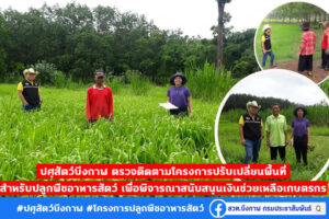 สำนักงานปศุสัตว์ จ.บึงกาฬ ตรวจติดตามโครงการปรับเปลี่ยนพื้นที่สำหรับปลูกพืชอาหารสัตว์ ประจำปี 2563 เพื่อพิจารณาสนับสนุนเงินช่วยเหลือแก่เกษตรกร