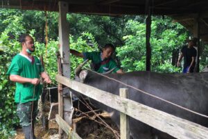 ปศุสัตว์จังหวัดบึงกาฬ รณรงค์ฉีดวัคซีนป้องกันโรคเฮโมรายิกเซฟติซีเมีย ในพื้นที่อำเภอเมืองบึงกาฬ พร้อมกำชับเกษตรกรเฝ้าระวังโรคในสัตว์ช่วงฤดูฝน อย่างใกล้ชิด