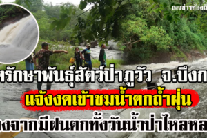 เขตรักษาพันธุ์สัตว์ป่าภูวัว จังหวัดบึงกาฬ แจ้งงดบริการนักท่องเที่ยว ที่จะเข้าชมน้ำตกถ้ำฝุ่น เนื่องจากฝนที่ตกตลอดทั้งวัน ส่งให้กระแสน้ำไหลแรง และปริมาณน้ำมากเกินไป