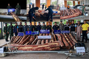 บึงกาฬ นรข.ยึดใม้พะยูง 34 ท่อนส่งลงเรือขายประเทศเพื่อนบ้าน