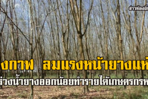 จ.บึงกาฬ ลมแรงหน้ายางแห้งใบร่วงน้ำยางออกน้อยทำรายได้เกษตรกรหด