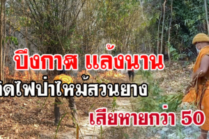 บึงกาฬ แล้งนานเกิดไฟป่าไหม้สวนยางเสียหายกว่า 50 ไร่