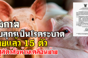 บึงกาฬ พบสุกรเป็นโรคระบาดตายแล้ว 15 ตัว ปศุสัตว์สั่งห้ามเคลื่อนย้าย