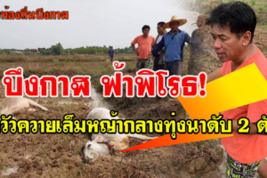 บึงกาฬ ฟ้าพิโรธผ่าวัวควายที่เล็มหญ้ากลางทุ่งนาดับ 2 ตัว