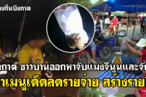 บึงกาฬ ผู้ปกครองพาบุตรหลานออกหาจับแมงจีนูนและจักจั่นทำเมนูเด็ดลดรายจ่าย สร้างรายได้ ตามแนวเศรษกิจพอเพียง