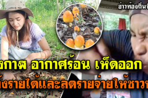 บึงกาฬ อากาศร้อนอบอ้าวเห็ดผุดขึ้นสรา้งรายได้ลดรายจ่ายชาวบ้าน