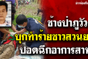 บึงกาฬ ช้างป่าภูวัวยังดุทำร้ายชาวสวนยางปอดฉีกอาการสาหัส
