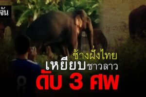 ช้างฝั่งไทย จ.บึงกาฬ ข้ามโขง เหยียบชาวลาว ดับ 3 ศพ