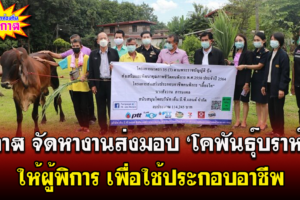 บึงกาฬ จัดหางานส่งมอบ ‘โคพันธุ์บราห์มัน’ ให้ผู้พิการ เพื่อใช้ประกอบอาชีพ