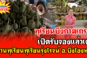 ออกแล้วทุเรียน จ.บึงกาฬ หมอนทองเกรด A มีหลายราคาให้เลือกเริ่มต้น 150