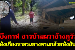บึงกาฬ ชาวบ้านผวาช้างภูวัวพังเถียงนาสวนยางสวนกล้วยยับวอน จนท.ผลักดัน