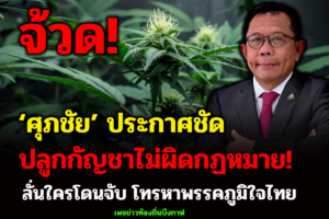 ‘ศุภชัย’ ประกาศชัด ปลูกกัญชาไม่ผิด กม.ตั้งแต่ 9 ธ.ค.64 ลั่นใครโดนจับ โทรหาพรรคภูมิใจไทย