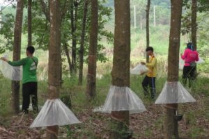 บึงกาฬฝนซุก! เกษตรกรใส่หมวกให้ต้นยางพารา กรีดได้แม้ฝนตก กันขาดรายได้