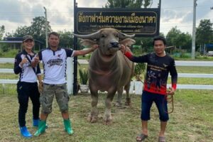 อวดโฉม 