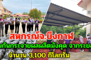 สหกรณ์จ.บึงกาฬ ร่วมกันกระจายผลผลิตมังคุด จากระยอง จำนวน 3,100 กิโลกรัม