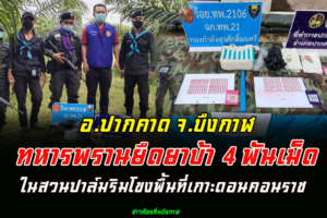 ทหารพรานยึดยาบ้า 4 พันเม็ดในสวนปาล์มริมโขงพื้นที่เกาะดอนคอนราช