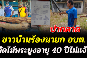 บึงกาฬ ชาวบ้านร้องนายก อบต.ปากคาดตัดไม้พระยูงอายุ 40 ปีไม่แจ้ง