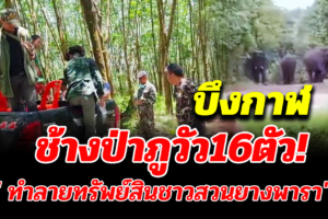 บึงกาฬ ช้างป่าภูวัว 16 ตัวลงจากเขาทำลายบ้านจนโอ่งน้ำแตก