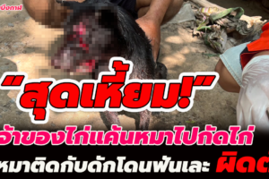 ฟันผิดตัว เจ้าของไก่แค้นหมาไปกัดไก่เลี้ยงหมาดวงซวยตามเจ้าของไปเก็บเห็ด