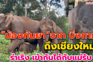 แบ่งแม่ช้าง 2 ทีม เลี้ยง-ให้นม 